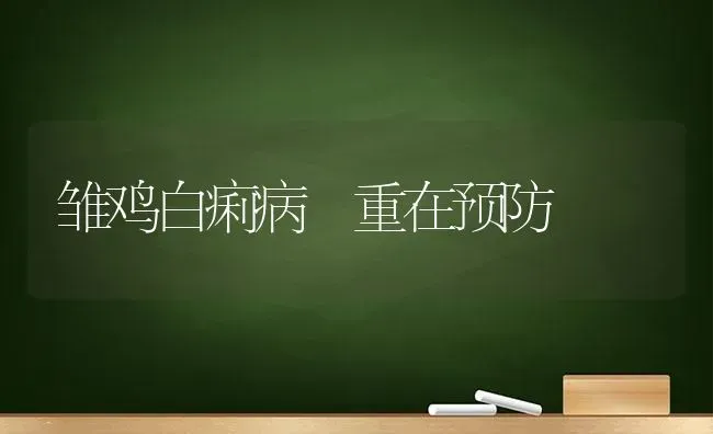 雏鸡白痢病 重在预防 | 家禽养殖