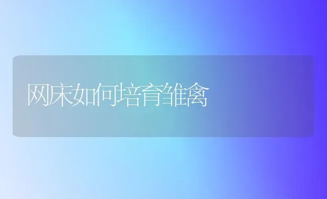 网床如何培育雏禽 | 家禽养殖