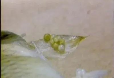 碘泡虫病的症状及防治技术（图）