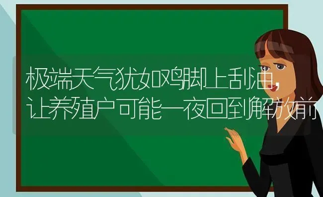 极端天气犹如鸡脚上刮油，让养殖户可能一夜回到解放前 | 动物养殖百科