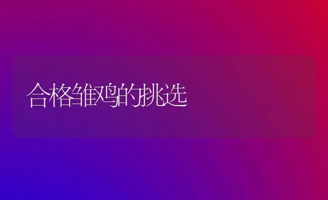 蛋鸡换羽期 养殖户该怎么办 | 家禽养殖
