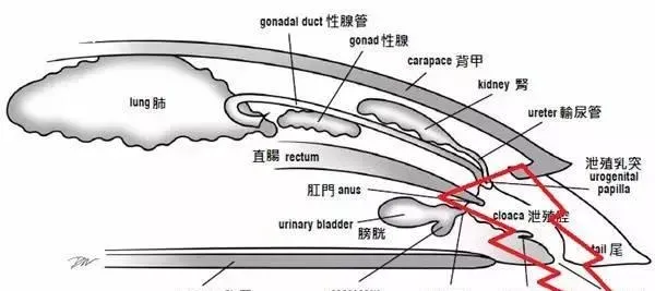 把根留住：龟龟阴茎脱垂如何处理？