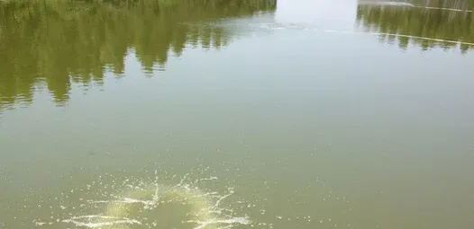 谈水体与氧气的爱情，论养殖水体溶氧的重要性