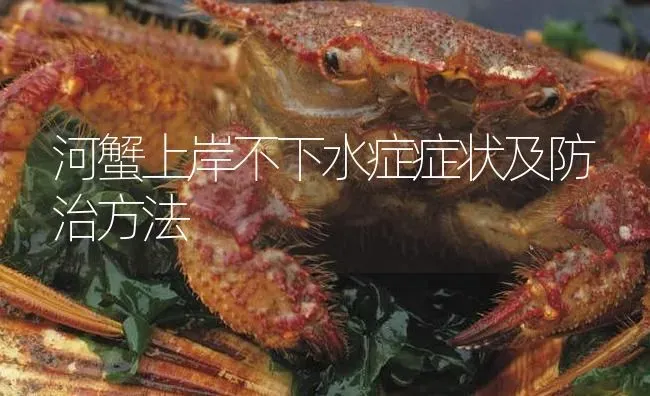 河蟹上岸不下水症症状及防治方法 | 淡水养殖