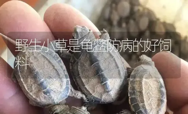 野生小草是龟鳖防病的好饲料 | 淡水养殖