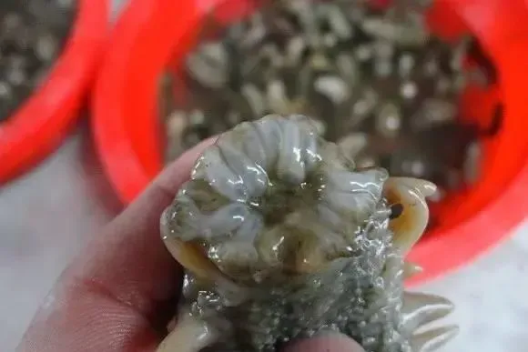 做好海参越冬期管理 为您的养殖保驾护航