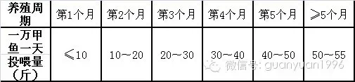 甲鱼养殖户如何掌握科学合理的投喂量