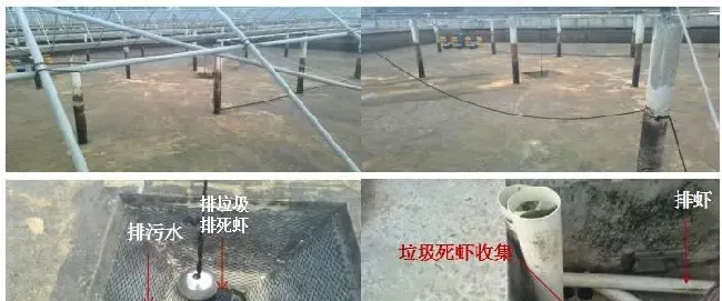 【虾王养成秘籍大解密】长乐虾王连续5年高盈利模式到底是什么样子