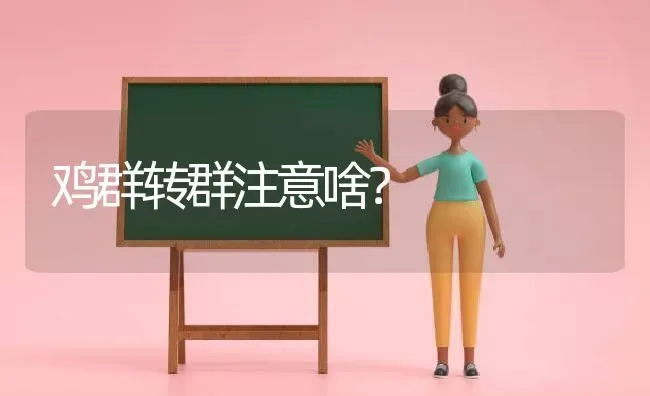 鸡群转群注意啥？ | 家禽养殖