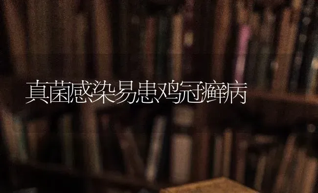 真菌感染易患鸡冠癣病 | 家禽养殖