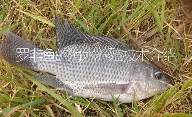 罗非鱼的海水养殖技术介绍 | 淡水养殖