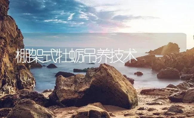 棚架式牡蛎吊养技术 | 海水养殖