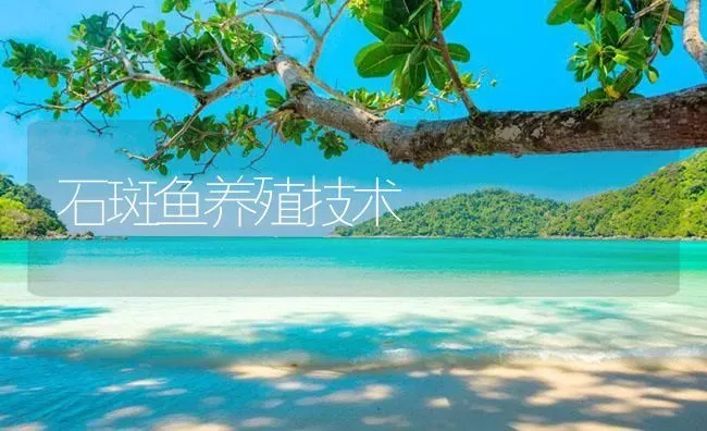 石斑鱼养殖技术 | 海水养殖