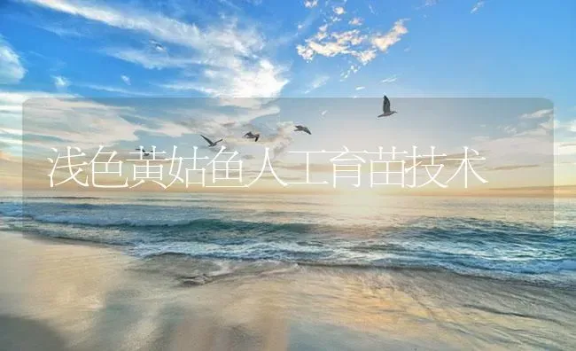 浅色黄姑鱼人工育苗技术 | 海水养殖