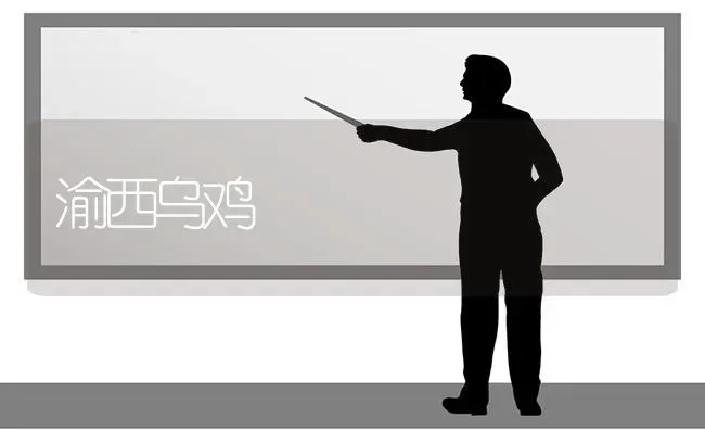 渝西乌鸡 | 家禽养殖