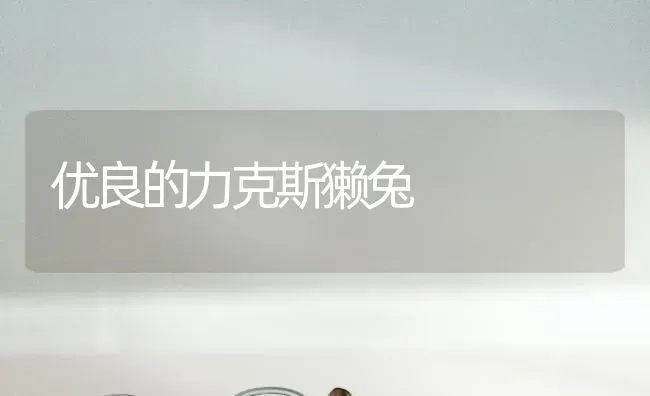 优良的力克斯獭兔 | 家畜养殖