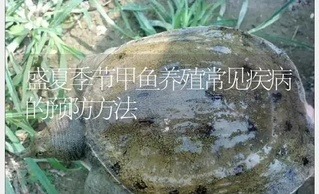 盛夏季节甲鱼养殖常见疾病的预防方法 | 淡水养殖