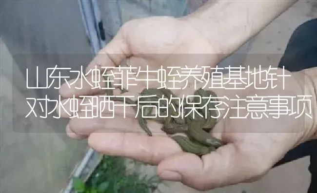 山东水蛭菲牛蛭养殖基地针对水蛭晒干后的保存注意事项 | 特种养殖