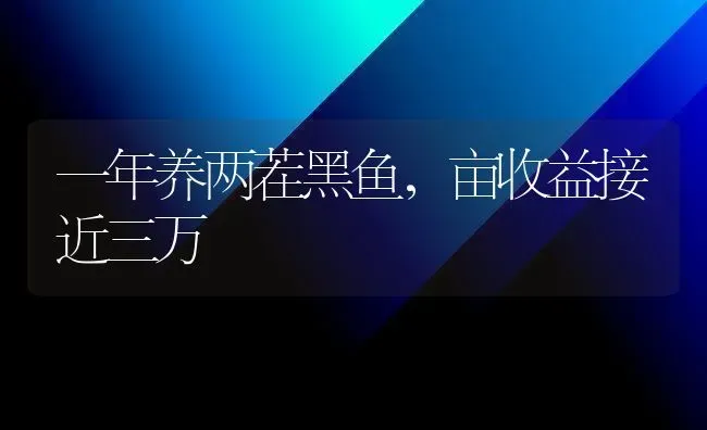 一年养两茬黑鱼，亩收益接近三万 | 淡水养殖