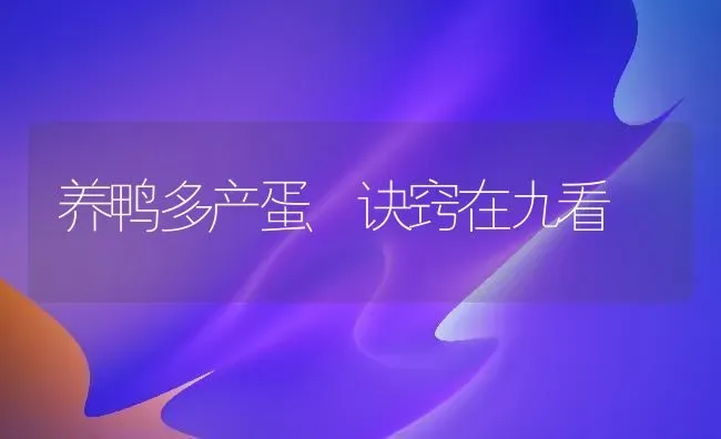 养鸭多产蛋 诀窍在九看 | 家禽养殖