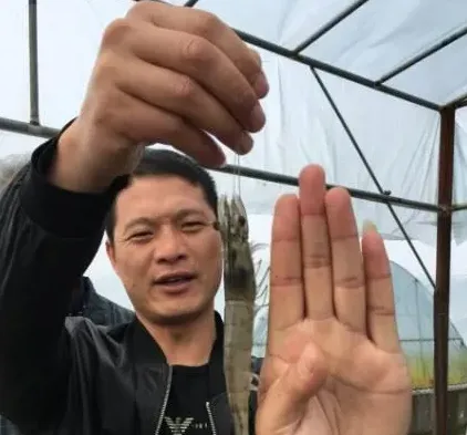 【虾王养成秘籍大解密】长乐虾王连续5年高盈利模式到底是什么样子