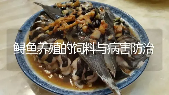 鲟鱼养殖的饲料与病害防治 | 淡水养殖