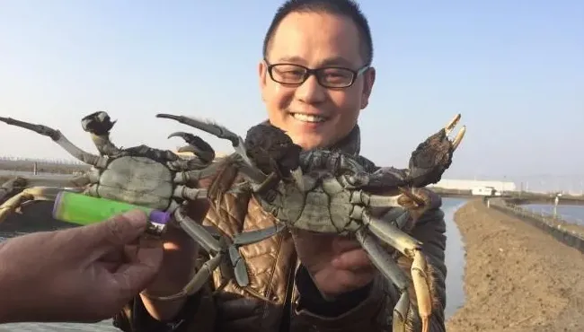 苗种基因牛，成蟹会大吗？追踪大规格父母本育种实验