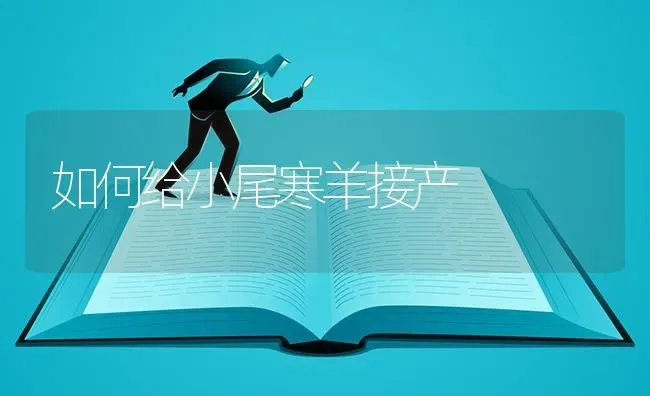 如何给小尾寒羊接产 | 家畜养殖