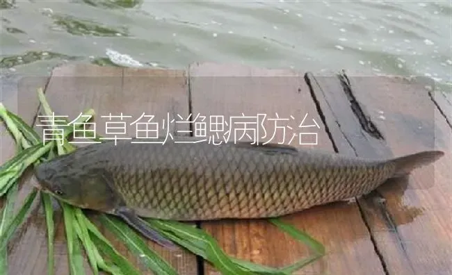 青鱼草鱼烂鳃病防治 | 淡水养殖