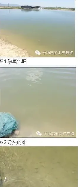 水产养殖池塘倒藻后氧气水平究竟有多低？