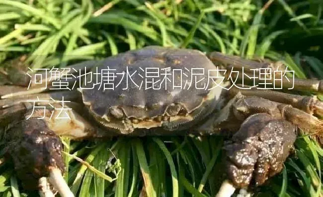 河蟹池塘水混和泥皮处理的方法 | 淡水养殖