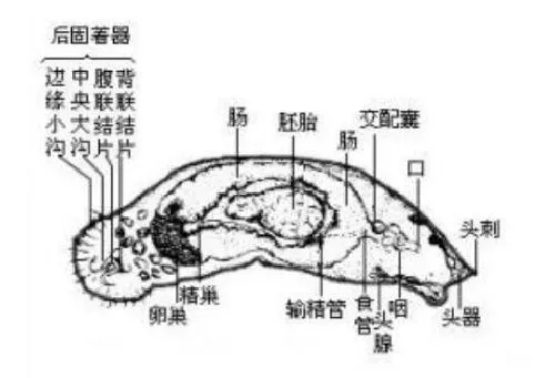 这种寄生虫种类多，危害大，看看老养殖户是如何防范它！