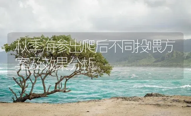 秋季海参出爬后不同投喂方案及效果分析 | 海水养殖