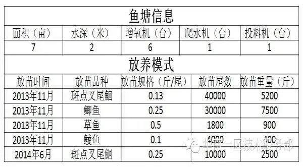 “高密度混养高投喂管理高频率卖鱼”养殖斑点叉尾鮰叉尾每亩利润一万八