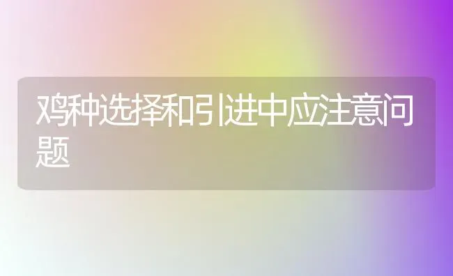 鸡种选择和引进中应注意问题 | 家禽养殖