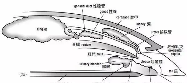 把根留住：龟龟阴茎脱垂如何处理？