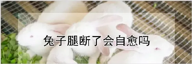 兔子腿断了会自愈吗 | 动物养殖知识
