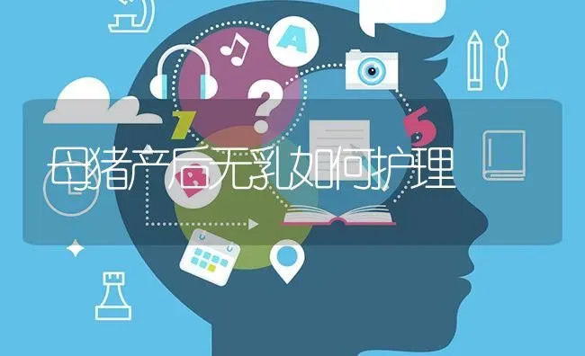 母猪产后无乳如何护理 | 家畜养殖