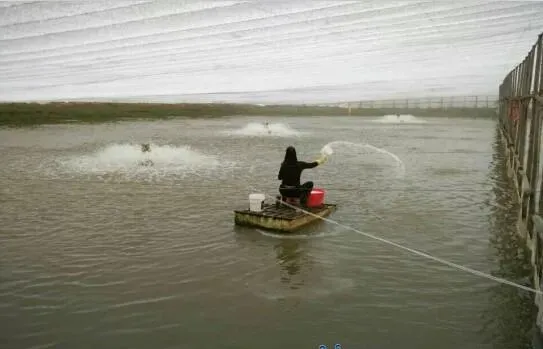 阴雨天气，一瓢石灰水也许能解决冬棚虾养殖户的大问题