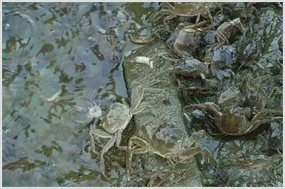 螃蟹弧菌病什么原因引起的？如何预防螃蟹弧菌病？ | 养殖知识
