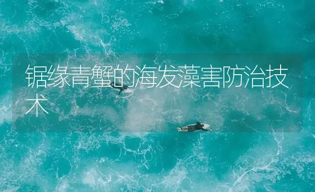 锯缘青蟹的海发藻害防治技术 | 海水养殖