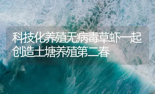 科技化养殖无病毒草虾一起创造土塘养殖第二春 | 海水养殖