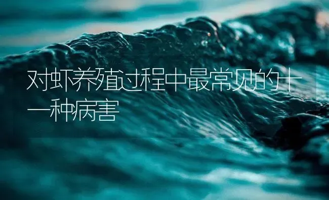 对虾养殖过程中最常见的十一种病害 | 海水养殖