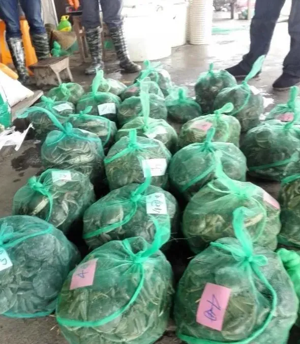 苗种基因牛，成蟹会大吗？追踪大规格父母本育种实验