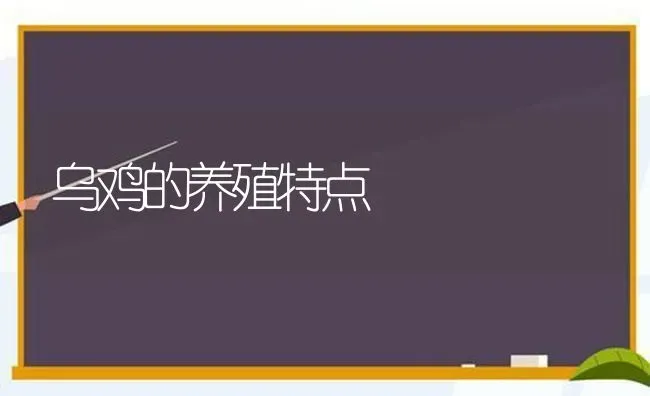 乌鸡的养殖特点 | 家禽养殖