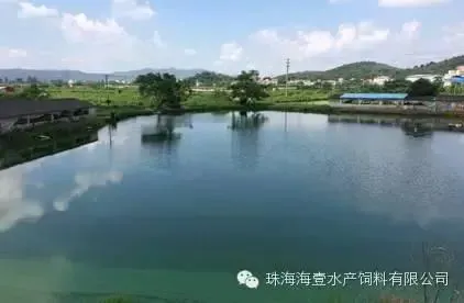 安装投料机以后鲮鱼养殖户喂料省时省力