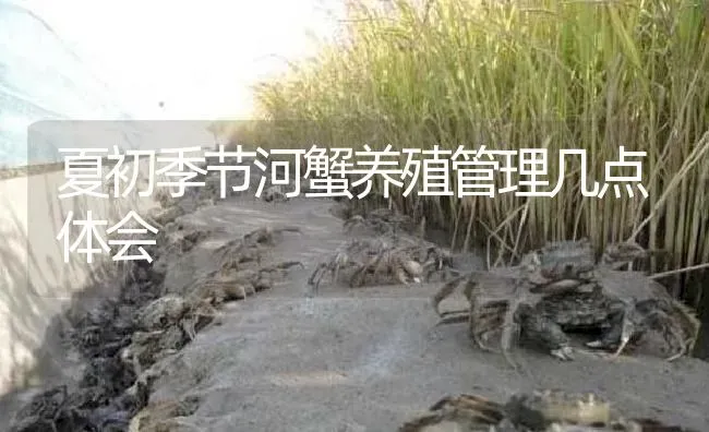 夏初季节河蟹养殖管理几点体会 | 淡水养殖
