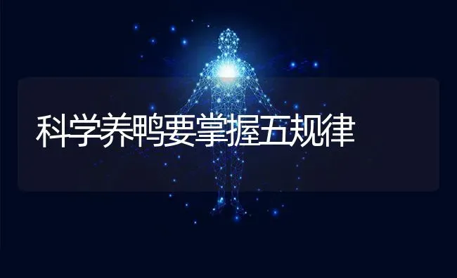 科学养鸭要掌握五规律 | 家禽养殖