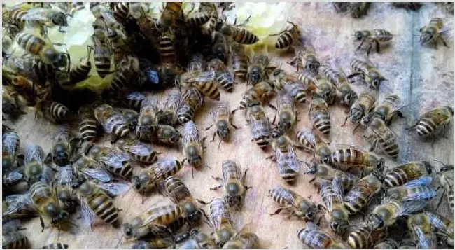 一脾开繁四十天不加脾怎么回事？ | 动物饲养方法