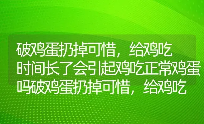 破鸡蛋扔掉可惜，给鸡吃 时间长了会引起鸡吃正常鸡蛋吗破鸡蛋扔掉可惜，给鸡吃 时间长了会引起鸡吃正常鸡 | 家禽养殖